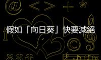 假如「向日葵」快要滅絕