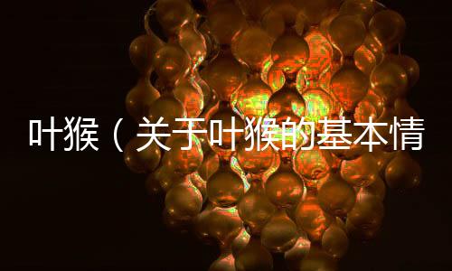 葉猴（關(guān)于葉猴的基本情況說明介紹）