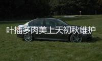 葉插多肉美上天初秋維護有訣竅葉片肉嘟嘟的好上色
