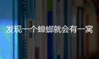 發(fā)現(xiàn)一個(gè)蟑螂就會(huì)有一窩嗎(發(fā)現(xiàn)一個(gè)蟑螂是不是有一窩)