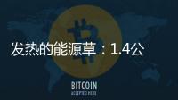 發熱的能源草：1.4公斤替代1公斤煤炭