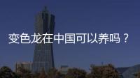 變色龍在中國可以養嗎？ 中國養變色龍合法嗎