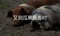 又到瓜果飄香時(shí)