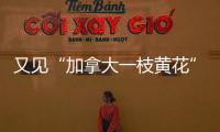 又見“加拿大一枝黃花”！湖北恩施建始縣阻擊“生態(tài)殺手”