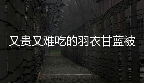 又貴又難吃的羽衣甘藍被瘋搶