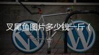 叉尾魚圖片多少錢一斤（叉尾魚圖片）