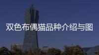 雙色布偶貓品種介紹與圖解(雙色布偶貓是什么樣子)