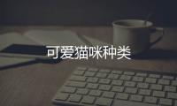 可愛貓咪種類