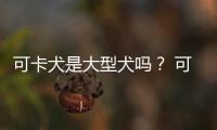 可卡犬是大型犬嗎？ 可卡算小型犬嗎