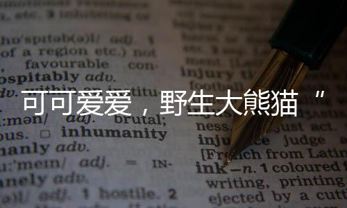 可可愛(ài)愛(ài)，野生大熊貓“母子”又同框