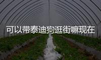 可以帶泰迪狗逛街嘛現(xiàn)在  小泰迪可以帶進(jìn)商場嗎