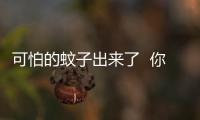 可怕的蚊子出來(lái)了  你準(zhǔn)備好了嗎