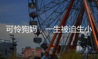 可憐狗媽，一生被迫生小狗，孩子全被賣掉，被車撞傷后遭主人遺棄