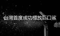 臺灣首度成功標放巨口鯊210小時，揭開巨獸神秘面紗