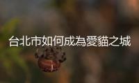 臺(tái)北市如何成為愛貓之城？南港中南街貓們的「城市皺褶」
