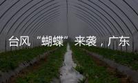 臺風“蝴蝶”來襲，廣東如何應對