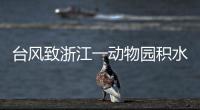 臺風致浙江一動物園積水 被困狐貍兔子等16只動物獲救