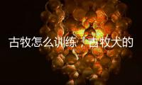 古牧怎么訓練，古牧犬的訓練方法？ 古牧怎么養才正確