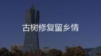 古樹修復留鄉情