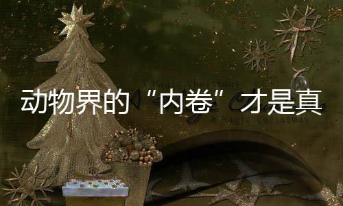 動物界的“內卷”才是真的“卷”—新聞—科學網
