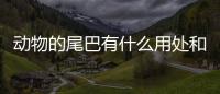 動物的尾巴有什么用處和特點（動物的尾巴有什么用處）