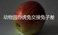 動(dòng)物園辦虎兔交接兔子差點(diǎn)被加餐 好家伙我直接好家伙！