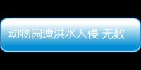 動物園遭洪水入侵 無數瀕危猛禽死亡