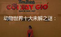 動物世界十大未解之謎：中國真龍現(xiàn)身