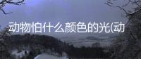 動物怕什么顏色的光(動物獅子怕什么顏色)