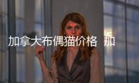 加拿大布偶貓價格  加拿大貓貓