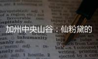 加州中央山谷：仙粉黛的樂(lè)土