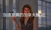 加速發(fā)展的加拿大鵝 近日又有了什么新動作？