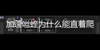 加蓬咝蝰為什么能直著爬 加蓬咝蝰為什么能直著爬