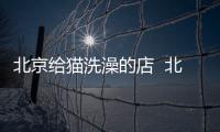 北京給貓洗澡的店  北京貓洗澡多少錢一次