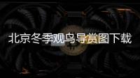 北京冬季觀鳥導賞圖下載及觀鳥地推薦