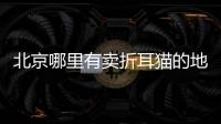 北京哪里有賣折耳貓的地方？北京哪里有賣折耳貓的店