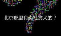 北京哪里有賣杜賓犬的？北京杜賓犬價格多少錢一只