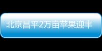 北京昌平2萬畝蘋果迎豐收 文旅農融合發展結碩果