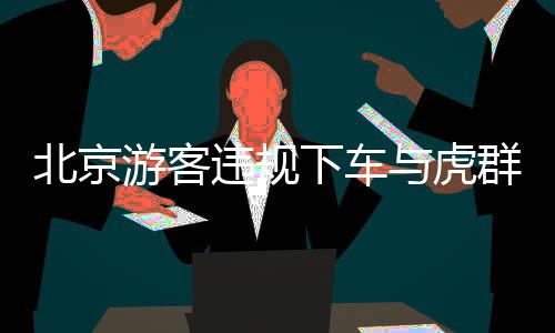 北京游客違規下車與虎群對峙被刑拘是怎么回事?
