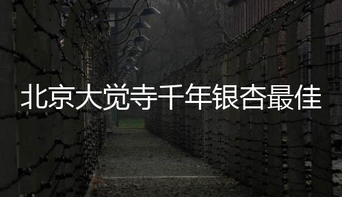 北京大覺寺千年銀杏最佳觀賞時間