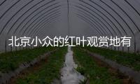 北京小眾的紅葉觀賞地有哪些?