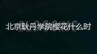 北京耿丹學院櫻花什么時候開?