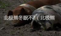 北極熊冬眠不?（北極熊冬眠嗎）