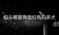 包頭哪里有賣拉布拉多犬的(包頭拉布拉多犬舍)