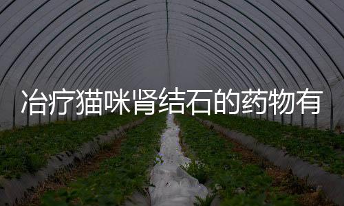 冶療貓咪腎結石的藥物有哪些？冶療貓咪腎結石的藥物是什么