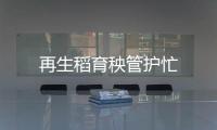 再生稻育秧管護忙