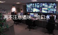 再不注意貓咪“流口水”，就是在放任它生病，可別以為貓咪在饞嘴