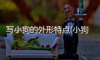 寫小狗的外形特點(小狗的本領和特點是什么)
