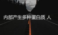 內(nèi)部產(chǎn)生多種蛋白質(zhì) 人造細(xì)胞帶來重要突破