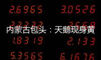 內蒙古包頭：天鵝現身黃河河畔